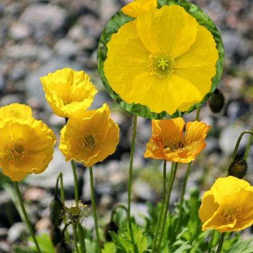 Papaver nudicaule 'Pop up Yellow' - Siberi magun 'Pop up Yellow' P9/0,55L 